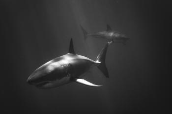 white shark battle